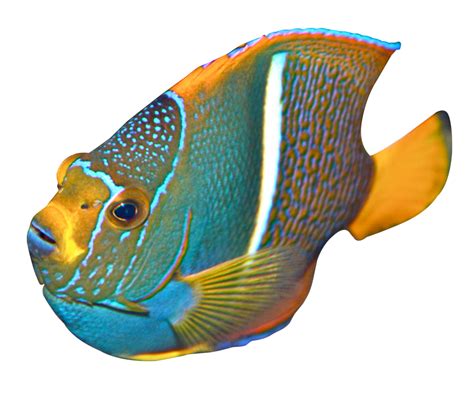Colorful Fish Png Image Purepng Free Transparent Cc0 Png Image Library