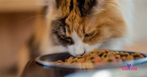 The best food for kittens will have: 10 Best Kitten Food for Your Baby Cats (Review) in 2021