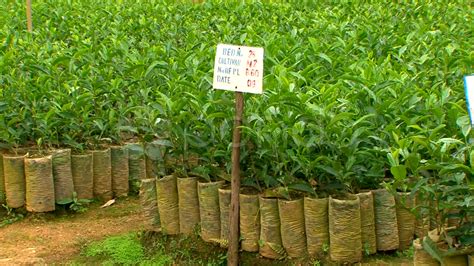 Grown Seedlings At Tea Nursery ~ Stock Footage 10921383