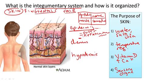 Integumentary System Structure And Function Youtube