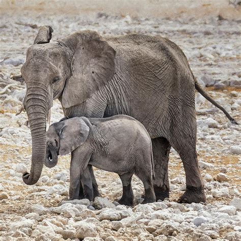 Elephant Mother And Calf Photograph By Belinda Greb Pixels