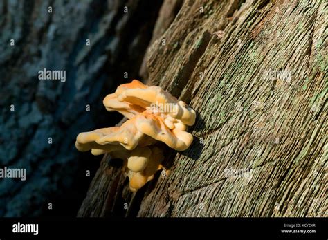 Orange Tree Fungus In New Forest Uk Stock Photo Alamy