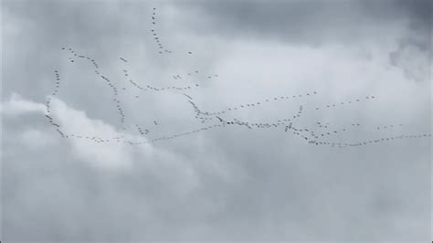 This Was Amazing Birds Migrating South For The Winter 💙 Youtube