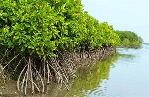Komposisi Jenis Dan Sebaran Ekosistem Mangrove Di Pesisir Desa Kedawang Unair News