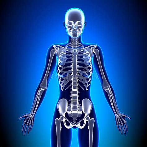 Weibliches Skelett Anatomie Knochen Stock Abbildung Illustration