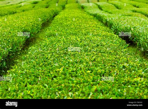 Green Tea Field At Jeju Island Republic Of Korea Stock Photo Alamy
