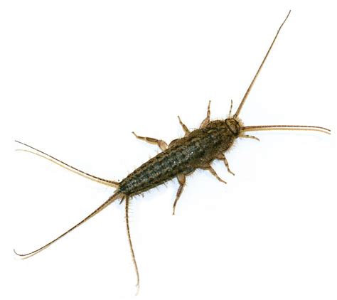 Silverfish Features Life Cycle Effects And Pest Control Dengarden