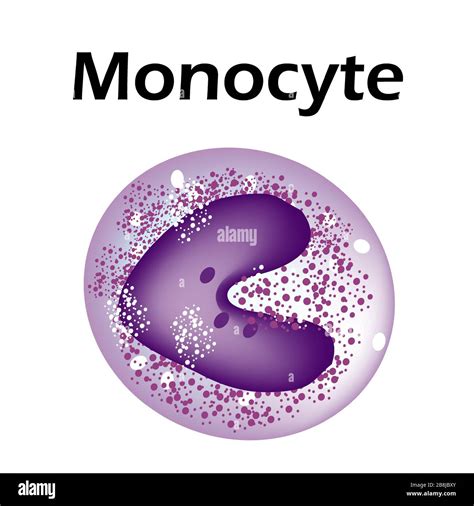 The Structure Of The Monocyte Monocytes Blood Cell Macrophage White
