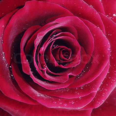 Red Rose With Water Drops Closeup Photo Stock Image Colourbox