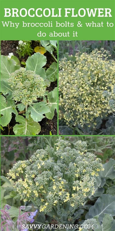 Broccoli Flower Why Broccoli Plants Bolt And What To Do About It