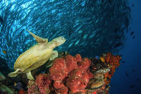 Le nove migliori destinazioni per immergersi con fauna marina in pericolo di estinzione