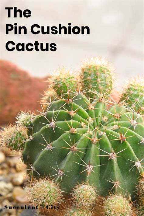 Mammillaria— The Pin Cushion Cactus Succulent Gardening Cacti And