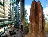 Pictures of Termite Mound Architecture From Function To Construction