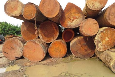 Cameroon Raises Log Export Duties Global Wood Markets Info