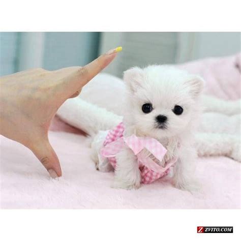 Tea cup chihuahua, tea cup pomeranian, do they exist. Tea Cup Dog | cute dogs! | Pinterest