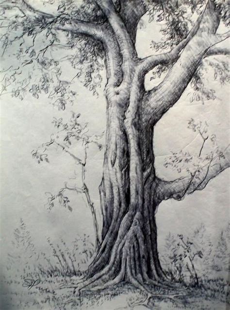 Drawings Of Trees Sketches Bing Images Landscape Sketch Pencil