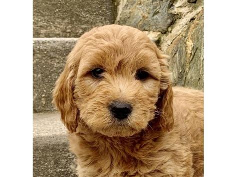 The goldendoodle gained popularity in the 1990's, and breeders soon began developing a smaller goldendoodles by introducing the mini. Precious mini golden doodle puppies in Philadelphia ...