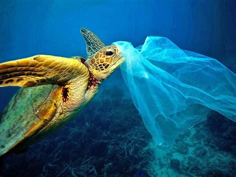 Animals In Plastic Pollution
