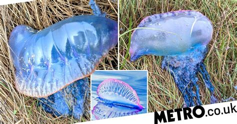 Deadly Portuguese Man O War Jellyfish Wash Up On Uk Beaches Metro News