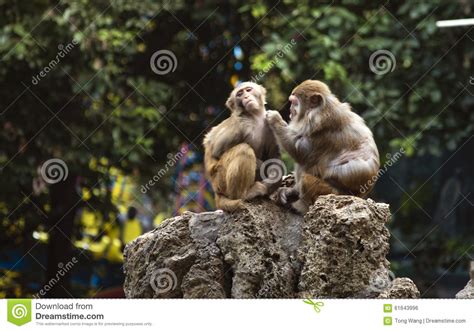 Two Monkeys Stock Photo Image Of Monkeys Felling Hair 61643996