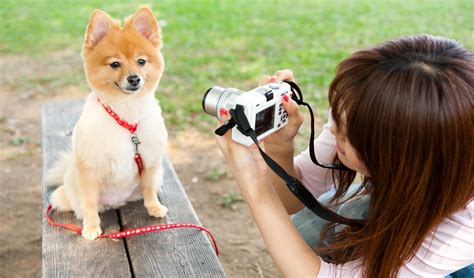 5 Photography Experts Tips For Barking Awesome Dog Photo Shoots Top