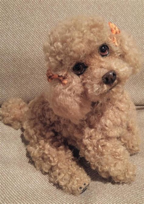 Brownie A Realistic Toy Poodle By Brigitte Crowe Tedsby