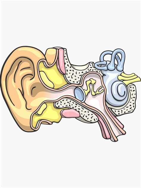 Human Inner Ear Anatomy Illustration Sticker By Taylorcustom Ear