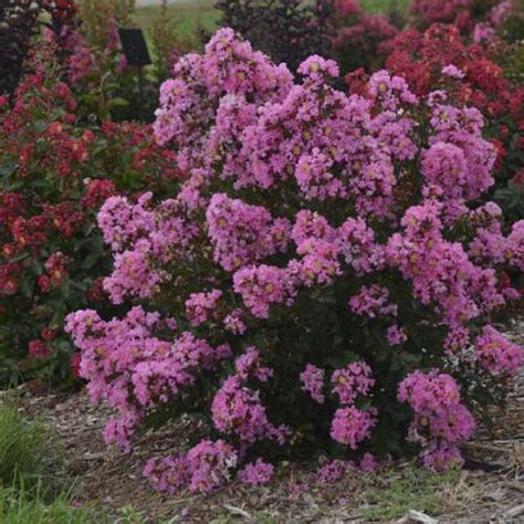 Crepe Myrtle Lagerstroemia Barista™ Perky Pink In The Crepe Myrtles