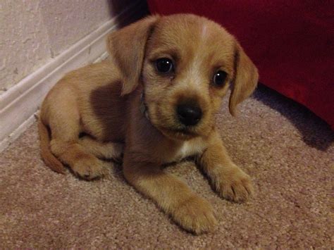 Pitbull golden retriever mix 10 weeks old. cute beagle and golden retriever mix | puppies | Pinterest