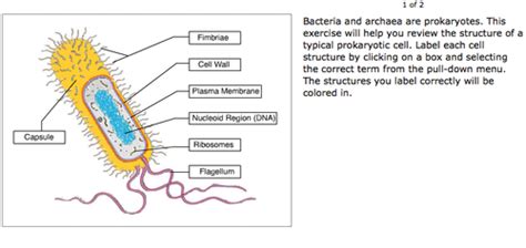 Prokaryotic Cells Structure Function And Definition