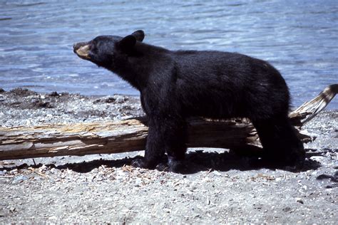 Fileyellowstone Black Bear 07895