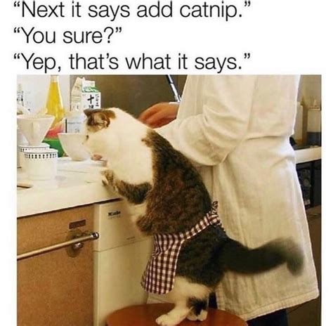 The Best Catnip Memes Memedroid
