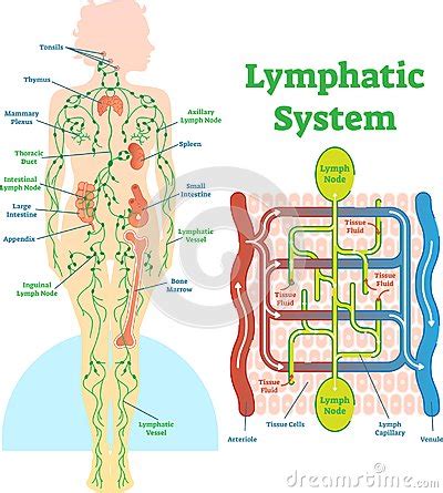 Lymphatic System Anatomical Vector Illustration Diagram Educational Medical Scheme
