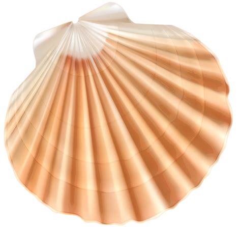 Seashell Clam Clip Art Sea Shell Png Clipart Image Png Download