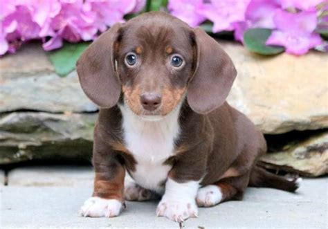 Currently have 2 male and 2. Dachshund Puppies - All You Need To Know - DemotiX