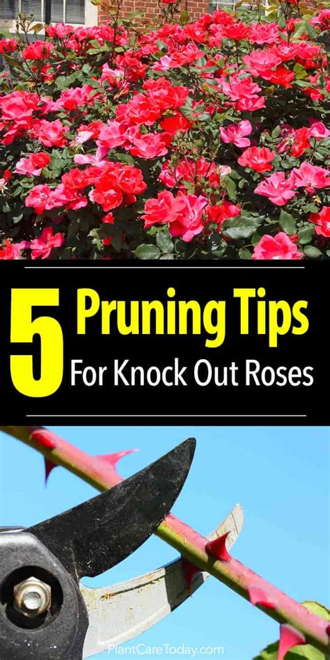 5 Video Tips How To Prune Knockout Roses