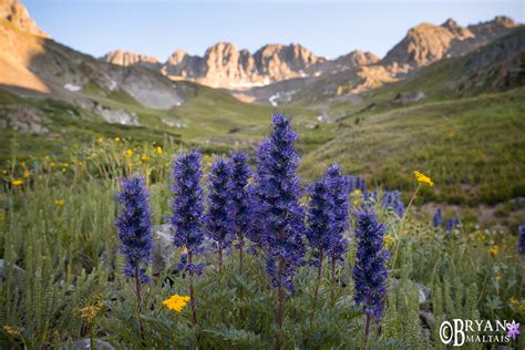Purple Fringe Wildflowers In American Basin Colorado