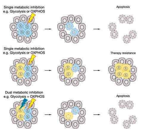 Cancers Free Full Text The Metabolic Heterogeneity And Flexibility