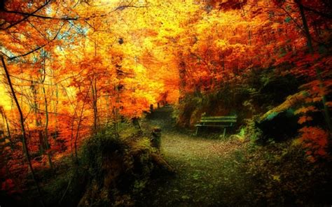 Autumn Season Fall Color Tree Forest Nature Landscape Wallpapers