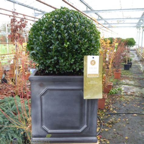 Buxus Sempervirens Balls Garden Plants Online Delivery By