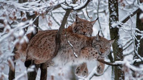 European Lynx Bing Wallpaper Download