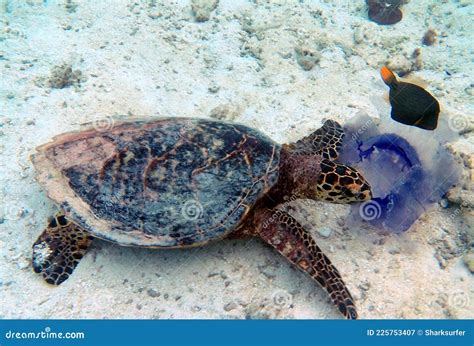 Sea Turtle Eating Jellyfish In Indian Ocean Stock Image Image Of