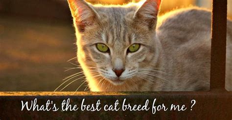 Top 10 Cat Breeds Of 2019 Whats The Best Cat Breed For Me Fluffy Kitty
