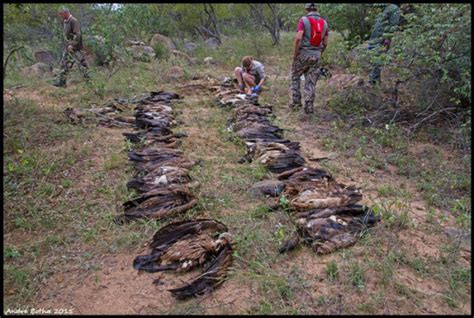 65 Endangered Vultures Killed In Poisoning Incident Africa Geographic