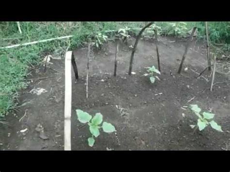 Diperlukan cara menanam bunga matahari yang tepat untuk keberhasilan penanaman, salah satunya yaitu memilih pot yang sesuai. Cara Menanam Bunga Matahari "Kuaci Rebo" - YouTube