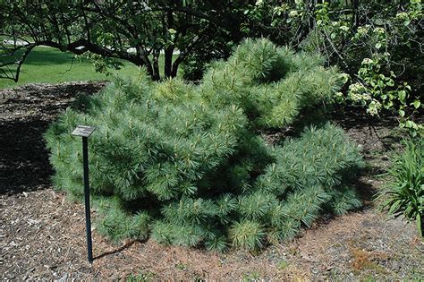 Dwarf Eastern White Pine Pinus Strobus Glauca Nana In Edmonton St