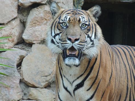 Reports On Help Save The Sumatran Tiger Globalgiving