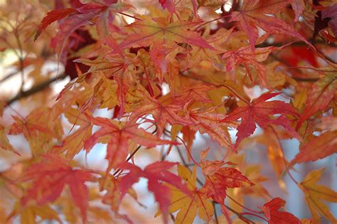 Small red to purple flowers; Butterfly Variegated Japanese Maple (Acer palmatum ...