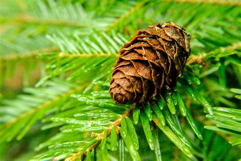 Free Images Tree Evergreen Fir Pine Cone Close Up Spruce