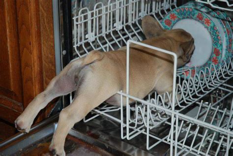 35 Funny Photos Of Animals Stuck In The Weirdest Places